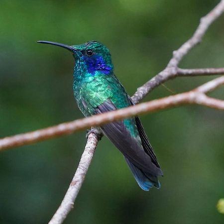 Campo Azul - Монте-Верде Экстерьер фото